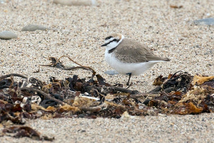 Kentish Plover