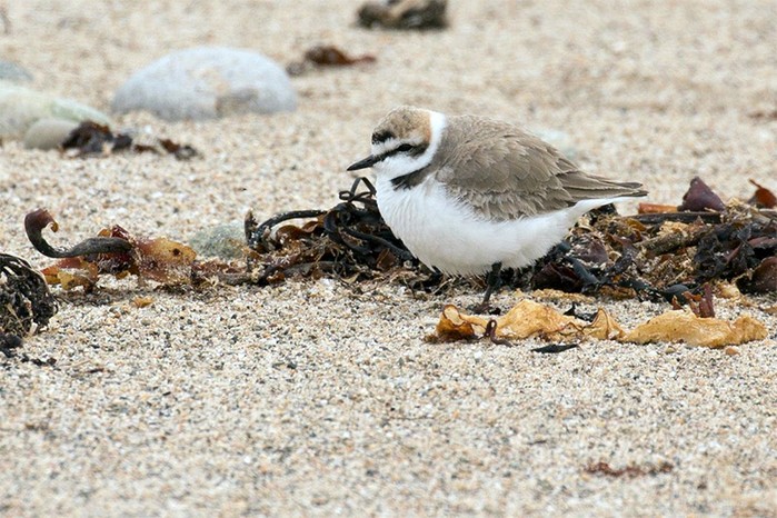 Kentish Plover