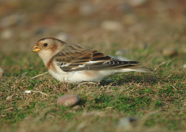 Snow Bunting