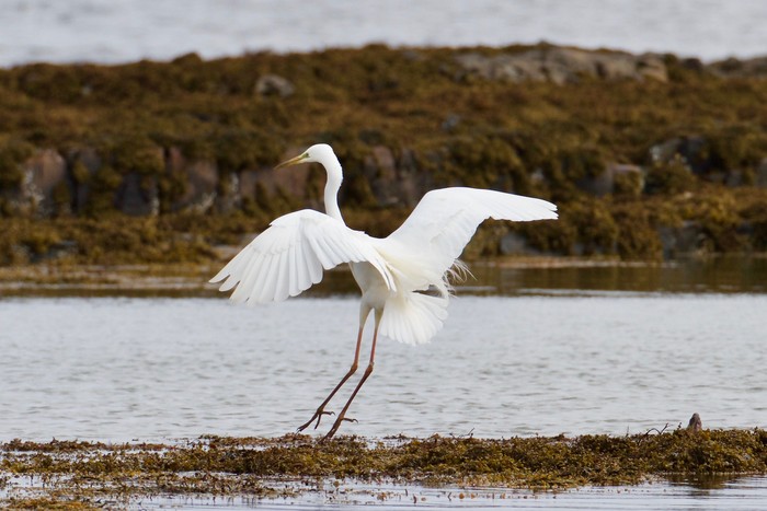 Great White Egret