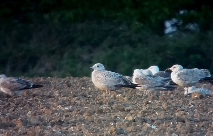 American Herring Gull
