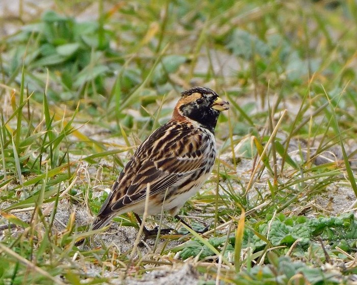 Lapland Bunting