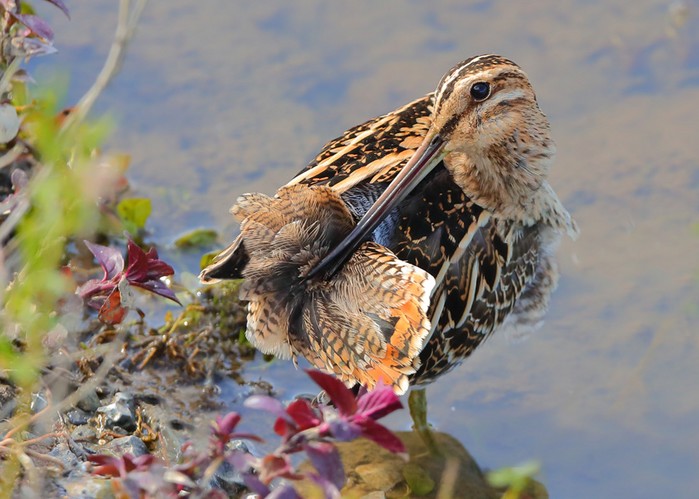 Snipe