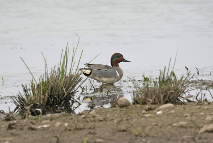 Green-winged Teal