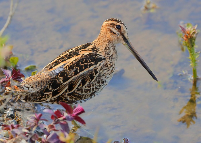Snipe