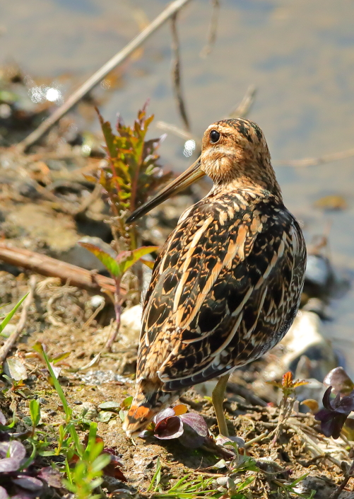 Snipe