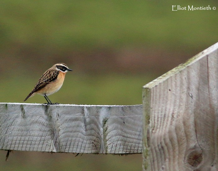 Whinchat