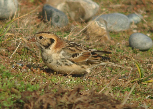 Lapland Bunting
