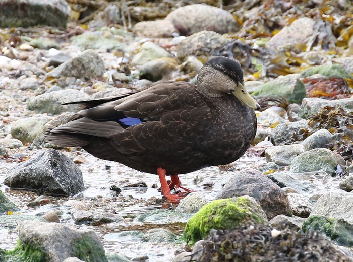 Black Duck