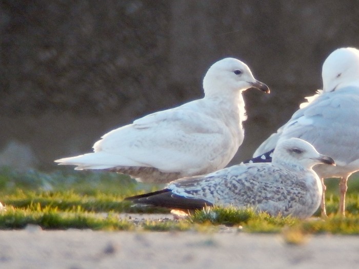 Iceland Gull