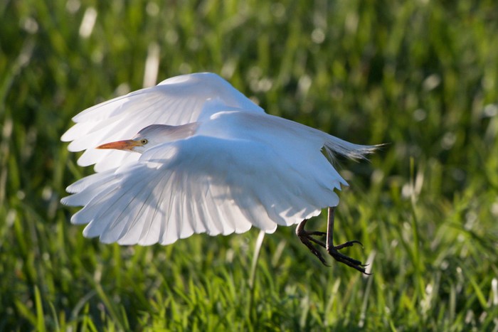 Cattle Egret