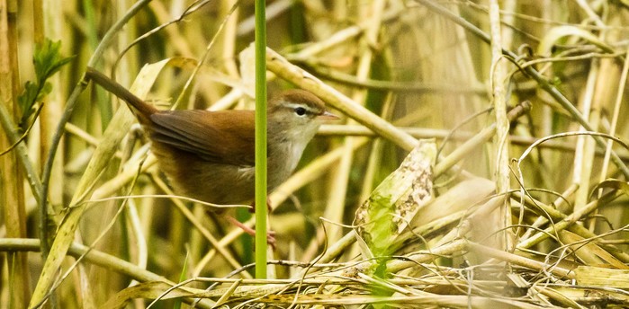 Cetti's Warbler