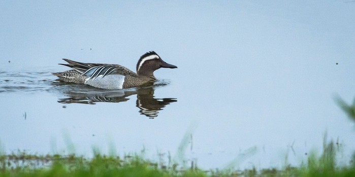 Garganey
