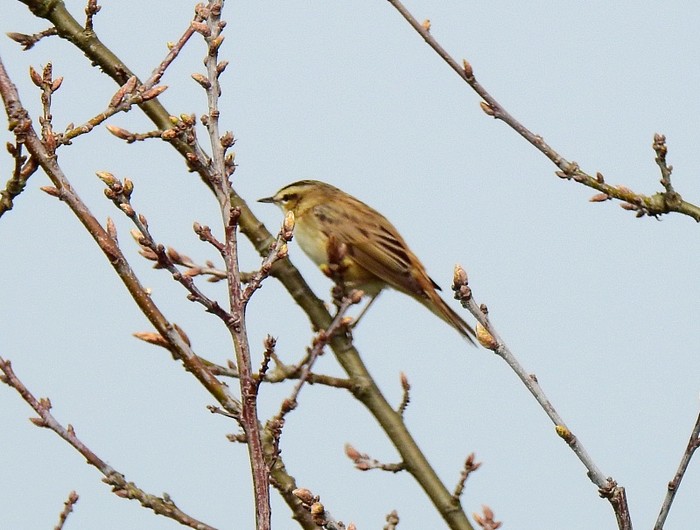 Sedge Warbler