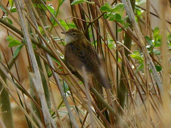 Grasshopper Warbler