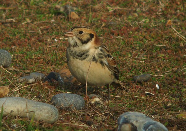 Lapland Bunting