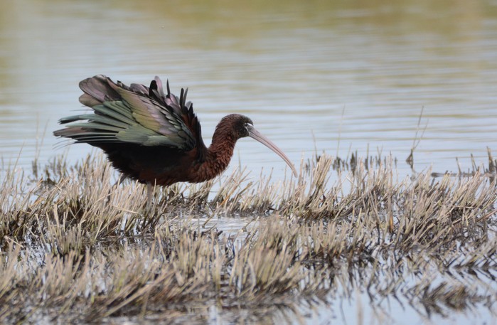 Glossy Ibis