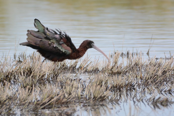 Glossy Ibis