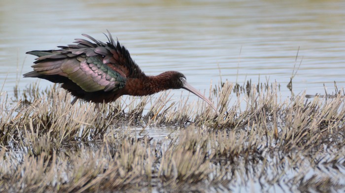 Glossy Ibis