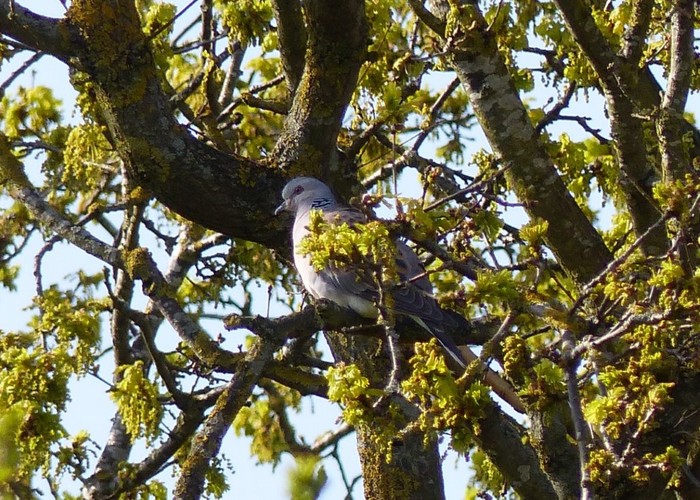 Turtle Dove