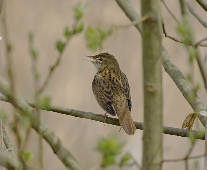 Grasshopper Warbler