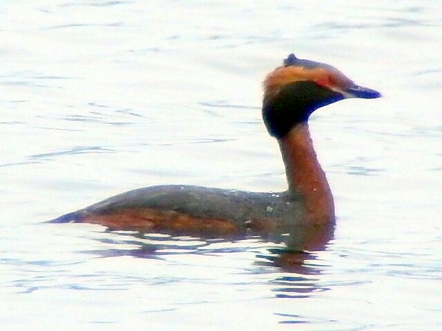 Slavonian Grebe
