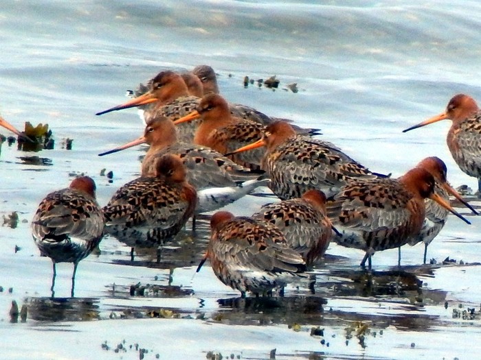 Black-tailed Godwit