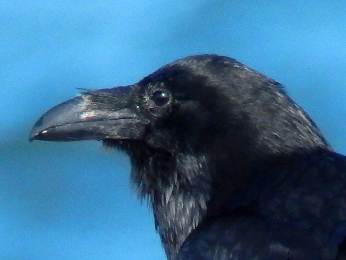 Raven