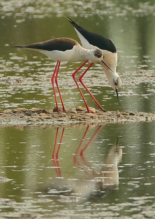 Black-winged Stilt