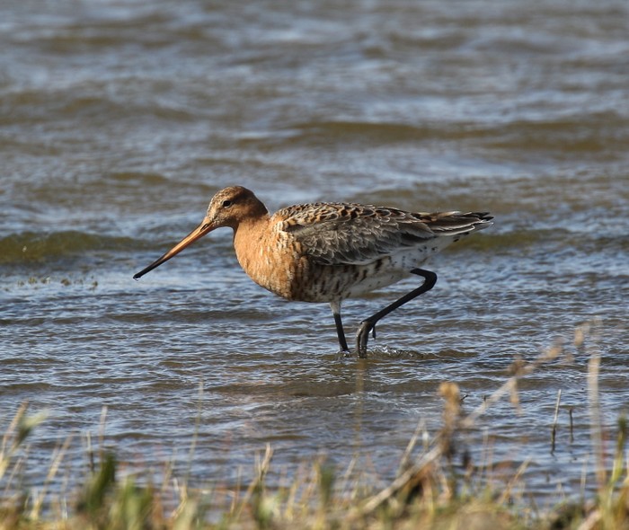 Black-tailed Godwit