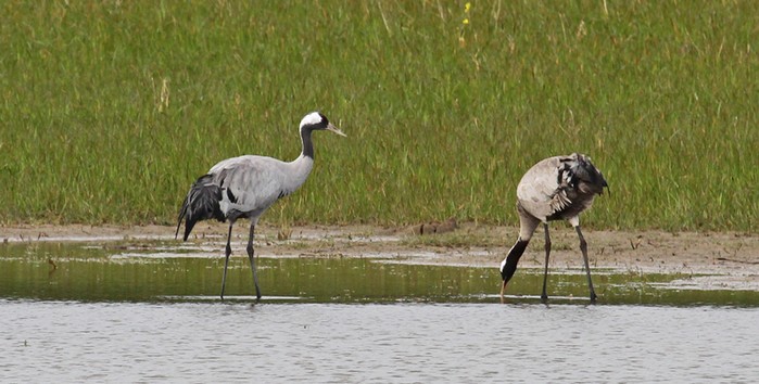 Common Crane