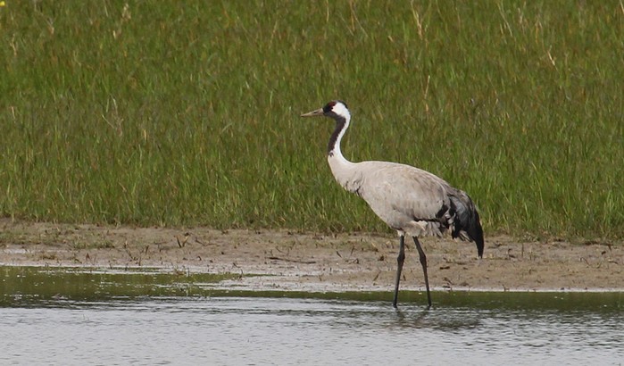 Common Crane