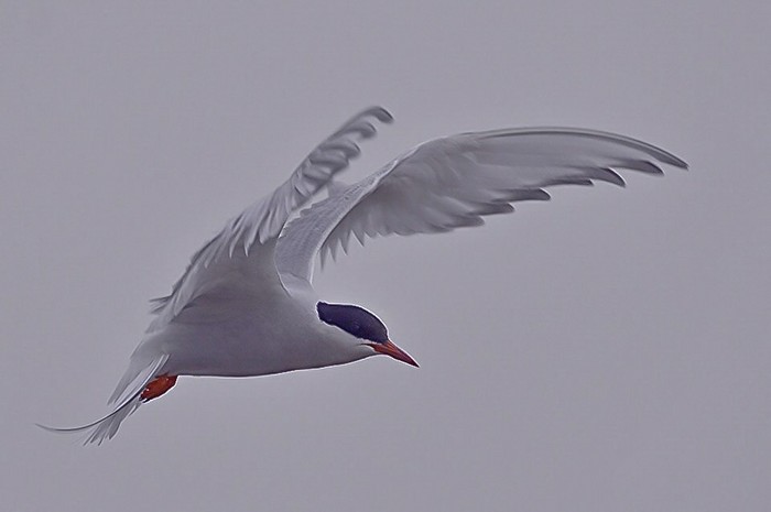 Arctic Tern