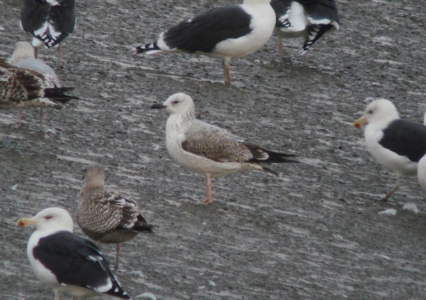 Caspian Gull