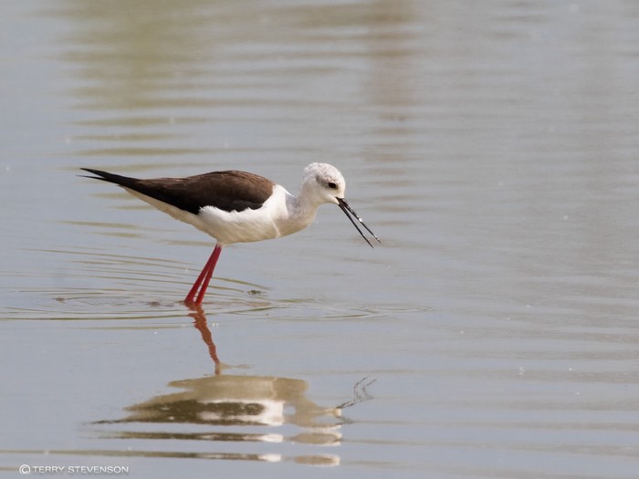 Black-winged Stilt
