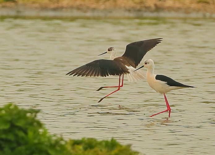 Black-winged Stilt