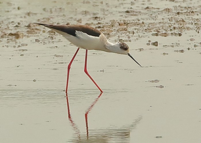 Black-winged Stilt