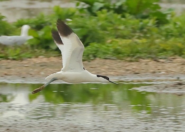 Avocet