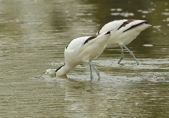 Avocet
