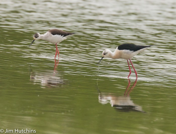 Black-winged Stilt