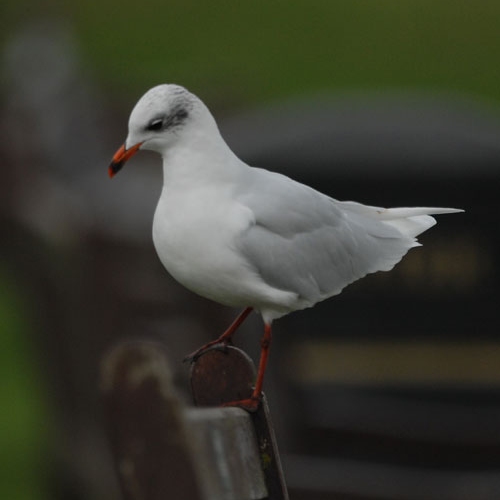 Mediterranean Gull