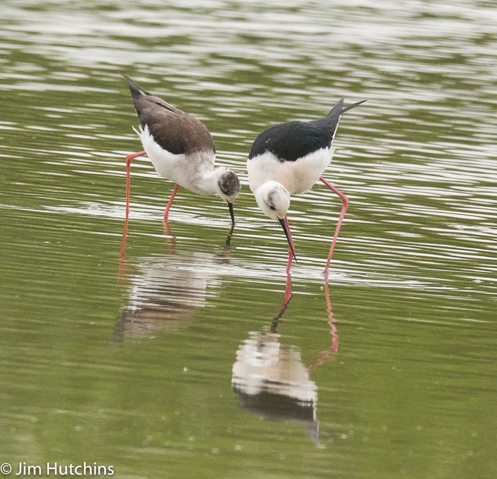 Black-winged Stilt