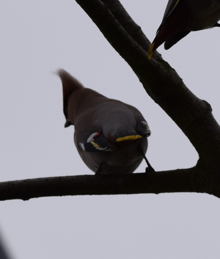 Waxwing