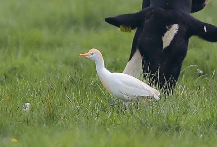 Cattle Egret