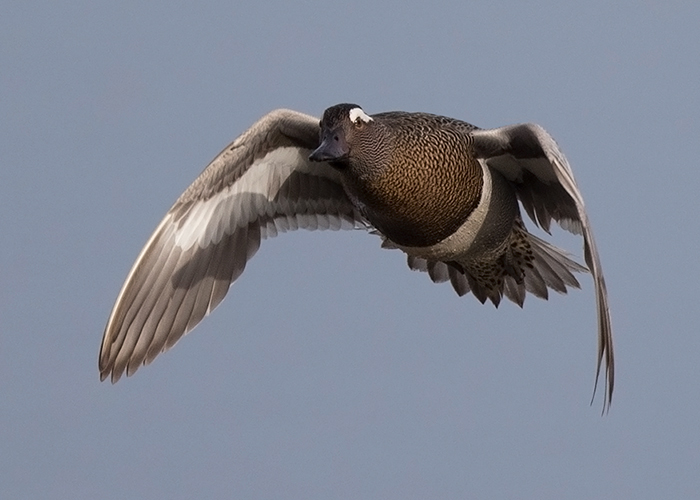 Garganey