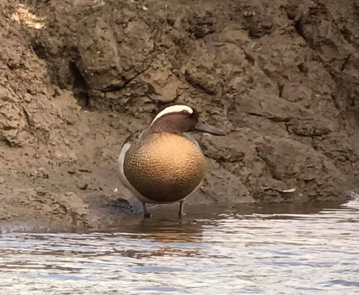 Garganey