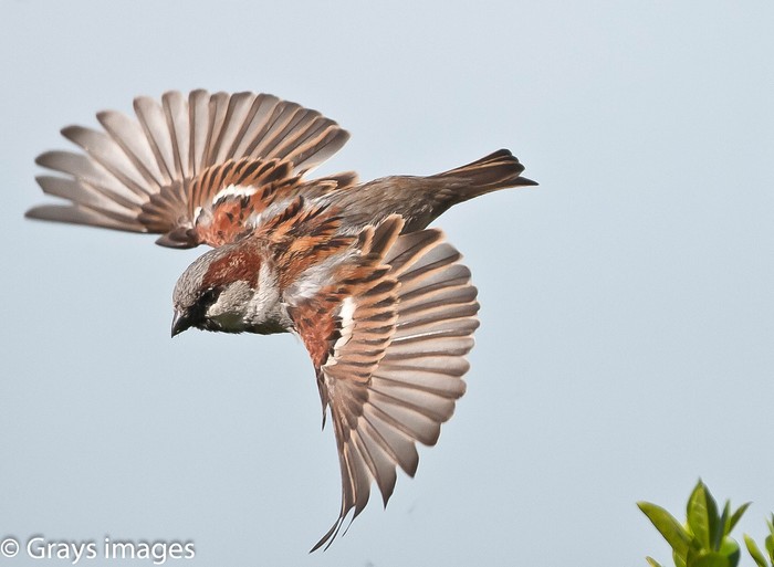 House Sparrow