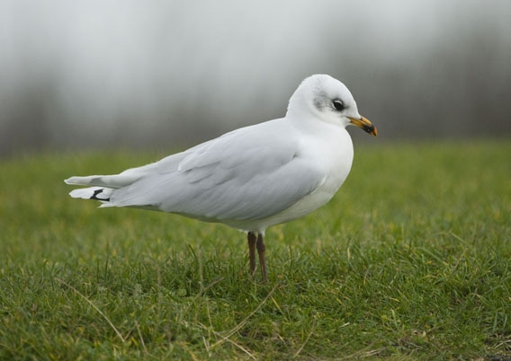 Mediterranean Gull