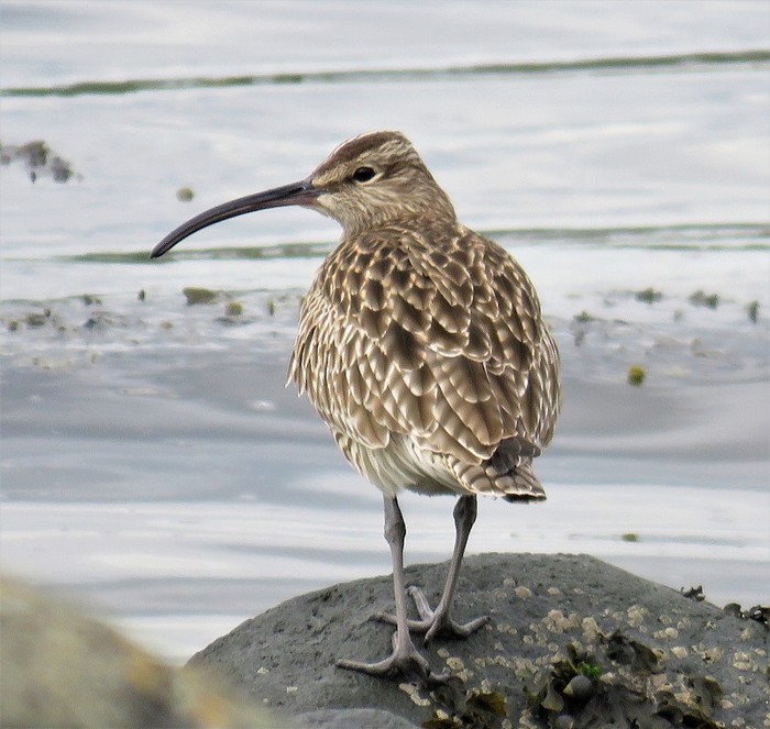Whimbrel