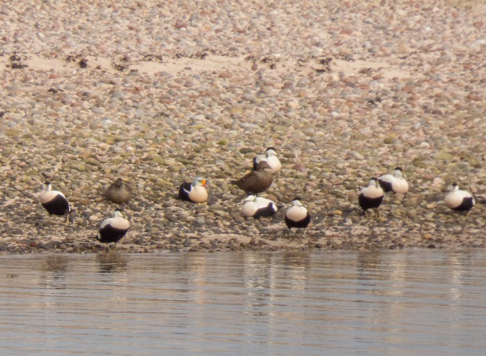 King Eider